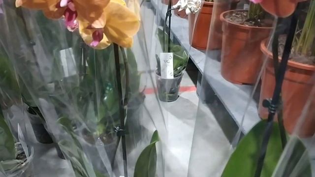 Обзор орхидей NEO FLORA Воронеж 02 марта 2022 (часть1) смотреть онлайн