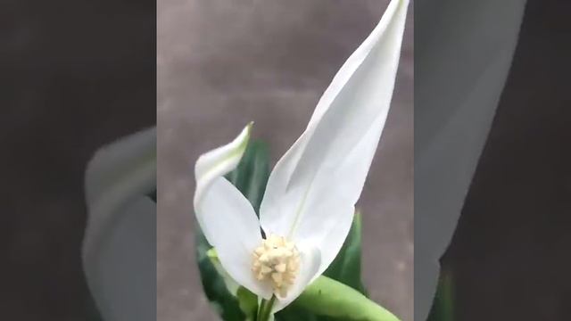 Спатифилум или Женское счастье