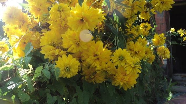 #золотые шары музыка и исполнение Олег Сапегин,сл Галина Хлебникова смотреть онлайн