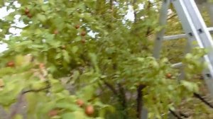 Собираем урожай. Зизифус, унаби, китайский финик, жожоба