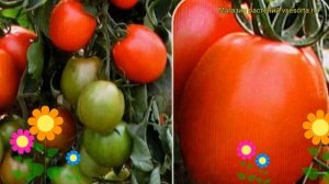 Томат обыкновенный Орфей. Краткий обзор, описание характеристик, где купить семена