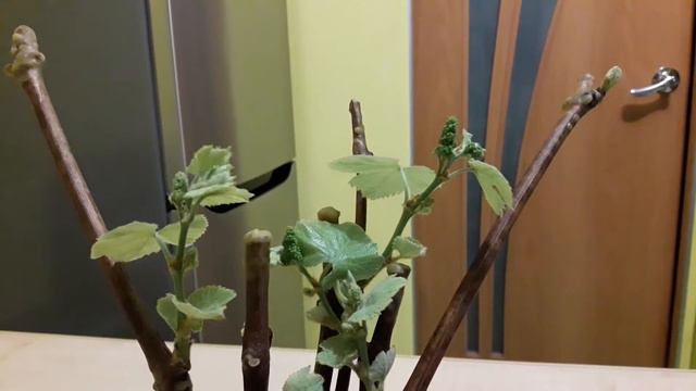 Виноград. Соцветия на черенках смотреть онлайн