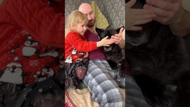 Гул’дан ‼️ВНИМАНИЕ ‼️ #волк #собака #волкособ смотреть онлайн