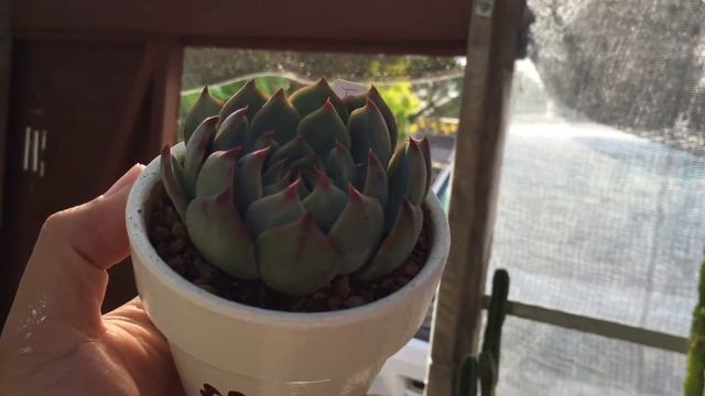 多肉植物 エケベリア チワワリンゼ смотреть онлайн