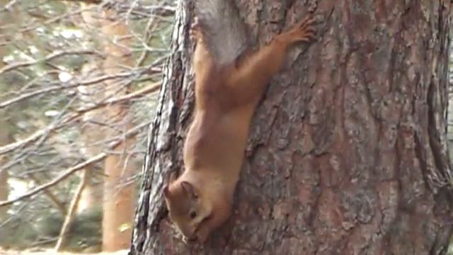 Белка грызет орех вниз головой. Но недогрызает.... смотреть онлайн