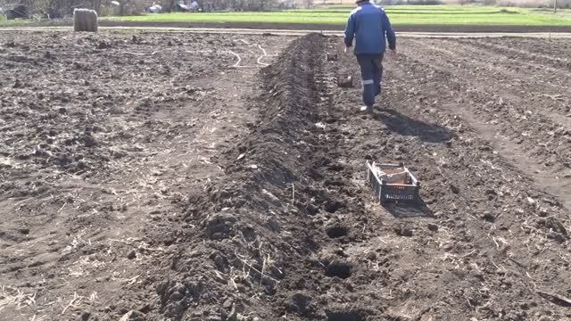 Посадка картофеля в траншейную грядку. Предпосадочная обработка клубней. смотреть онлайн