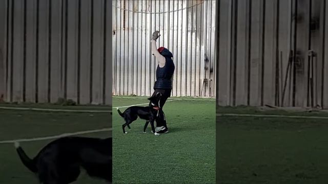 Дрессировка собаки Бордер Колли Брина смотреть онлайн