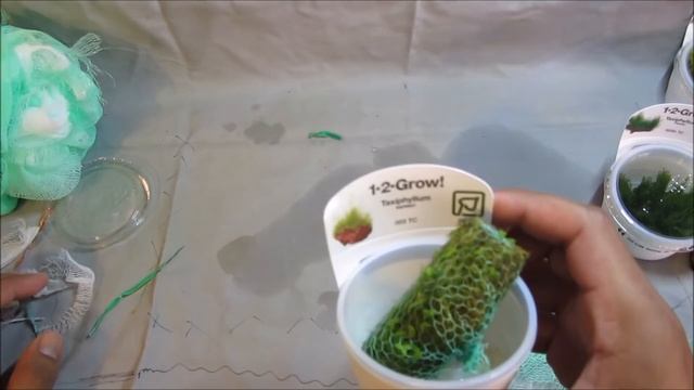 How to attach Moss To Driftwood (Easy) Flame, Weeping and Java+ смотреть онлайн