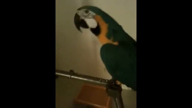 Parrot Попугай - экзотический болтун