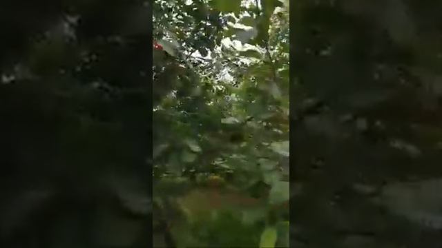 Дом в Мамоново смотреть онлайн