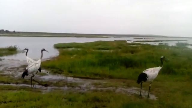 В амурском поселке поселились журавли, не боящиеся людей смотреть онлайн