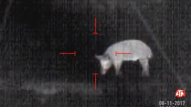 Пожалуй лучший тепловизор для охоты ATN MARS HD 640 2.5-25x смотреть онлайн