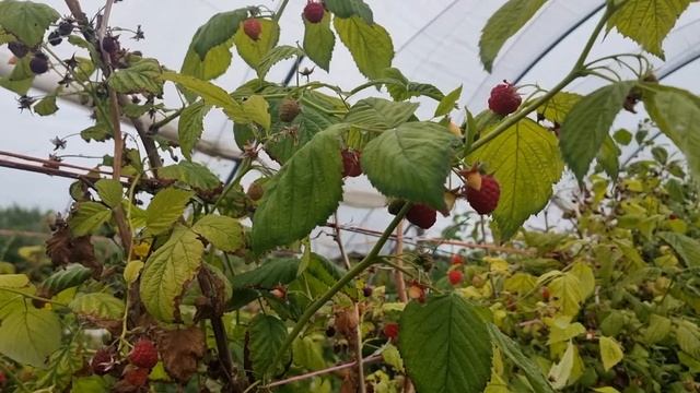 Cherry & Strawberry Picking In UK | UK Fruit Farm Tour | Life In UK| UK Sinhala Vlog | Lankans In U смотреть онлайн