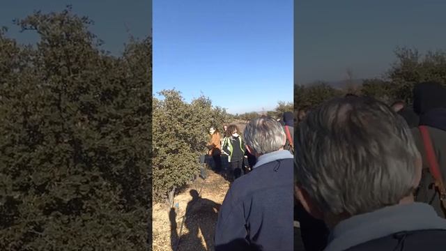 ?Trufa de invierno ? Tuber #melanosporum смотреть онлайн