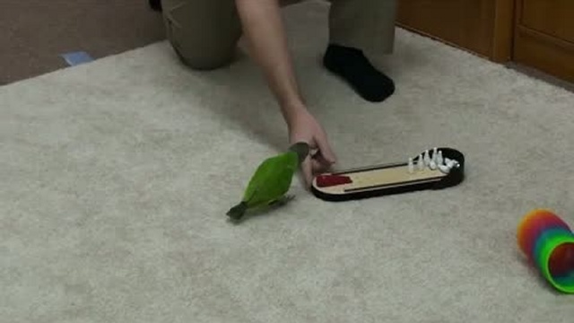 Это просто нереал, а говорят у птиц мозг отсутствует!