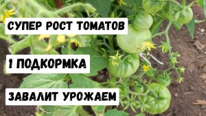 Нашатырный спирт для томатов, как правильно применять для высокого урожая
