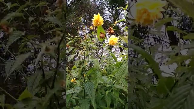 керрия японская в сентябре смотреть онлайн