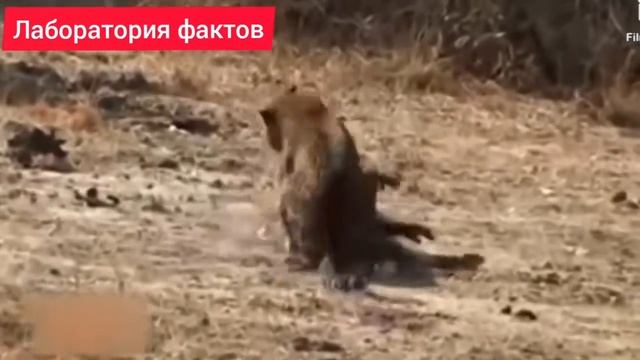 Леопард в деле! ЛЕОПАРД против КОСУЛЕЙ И КРОКОДИЛОВ смотреть онлайн