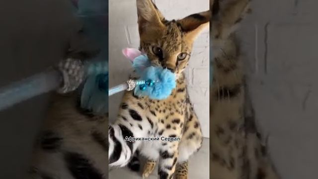 Африканский Сервал котёнок смотреть онлайн