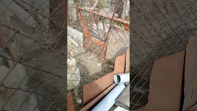 Чем занимается Борон 16 Апреля и разница между кавказкой овчаркой и немецкой овчаркой смотреть онлайн