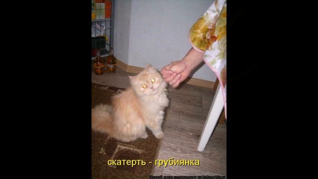 Смешные картинки про кошек и котят Выпуск №38 FUNNY CATS СМЕШНЫЕ КОШКИ смотреть онлайн