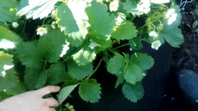 Калийная подкормка Клубники смотреть онлайн