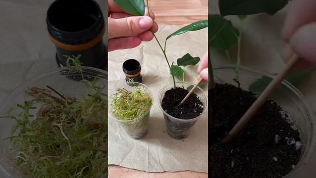 Укоренение черенков фикуса бенджамина в грунте и сфагнуме? смотреть онлайн