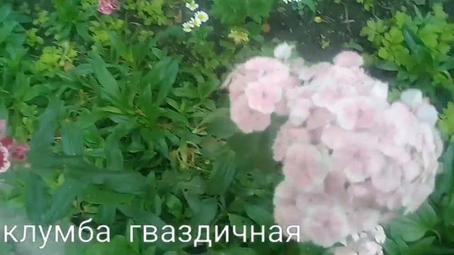 Клумба гвоздичная смотреть онлайн