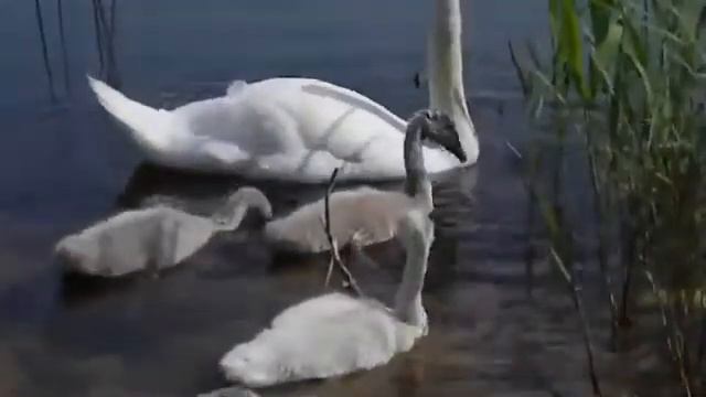 татарская народная песня. Аерылмагыз. смотреть онлайн