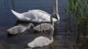 татарская народная песня. Аерылмагыз.