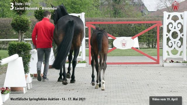 Springfohlen-Auktion 13. - 17.Mai Lot 3 Cartiera Stute v. Cornet Obolensky - Montender смотреть онлайн