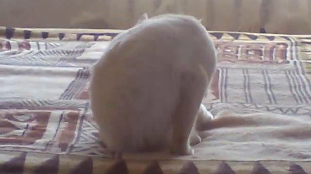 Коты и кошки смотреть онлайн