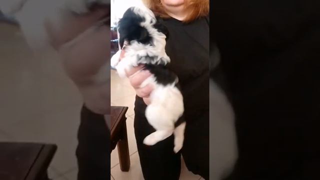 Кавапу щенки продаю.