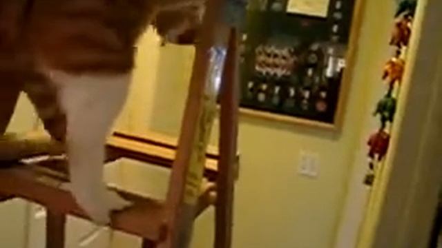 Жирный кот залезает на стремянку :D / Fat cat climbs a ladder смотреть онлайн