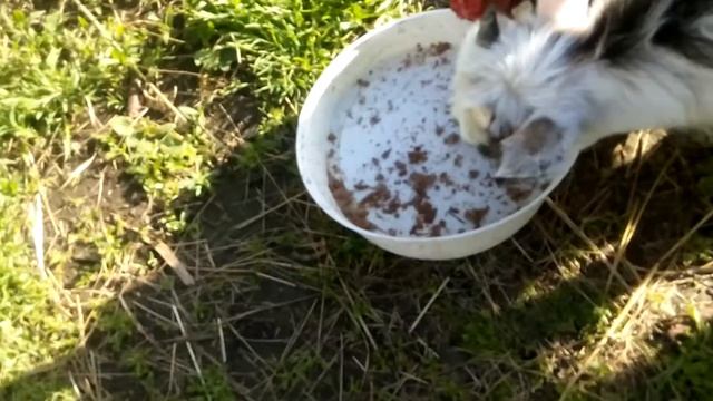 Козленок и петух смотреть онлайн