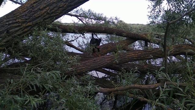 Ягдтерьер Джон, лазит по деревьям. смотреть онлайн