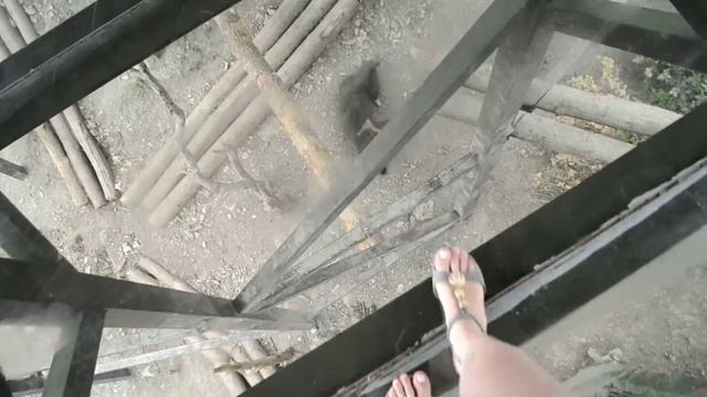 Геленджик сафари-парк смотреть онлайн