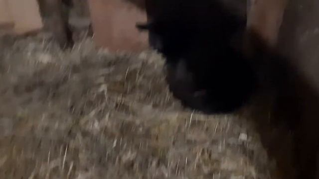 удобный сенник для коз. смотреть онлайн