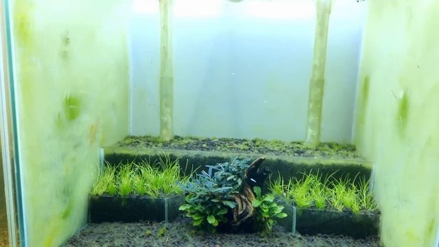 The Shrimp Wonderland: Shrimp Tank Setup For Caridina (Step By Step With Mini Aquascape)