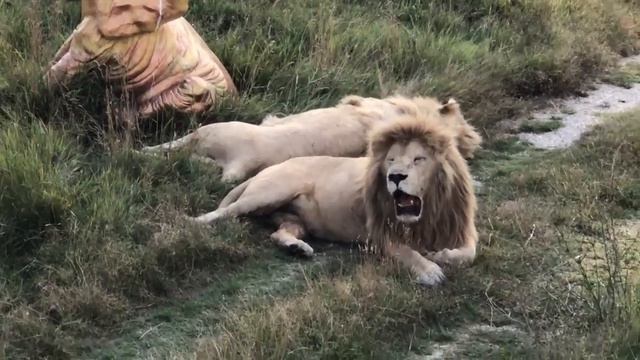 Чип с другом! смотреть онлайн