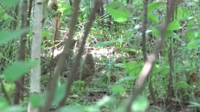 Как я потерял свой ТЕЛЕФОН. Поиски телефона на природе. смотреть онлайн