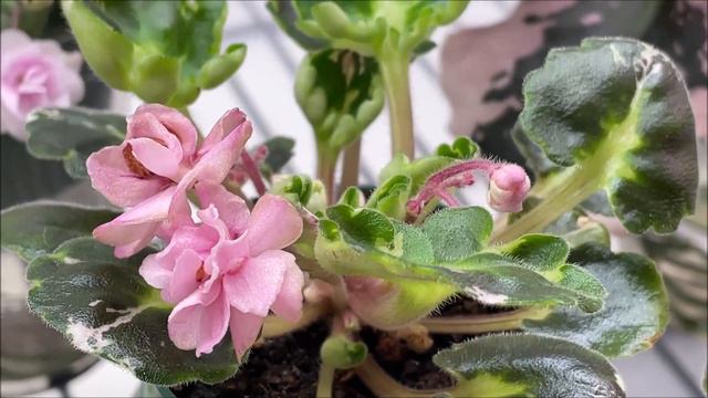 African Violets Blooming in July 2023 смотреть онлайн