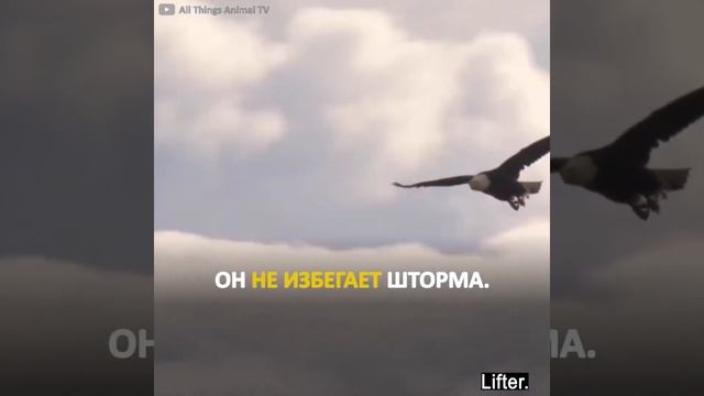 Орёл не избегает бушующий шторм. Орёл поднимается выше и побеждает бурю. смотреть онлайн
