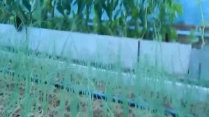 Зеленый лук на перо из чернушки, сорт Вулкан