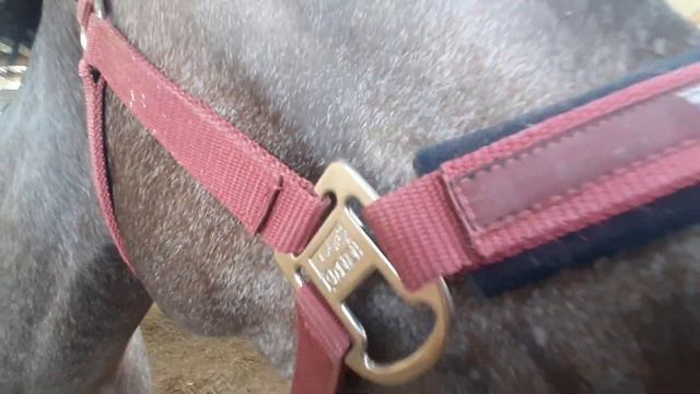 Английский жеребец. смотреть онлайн