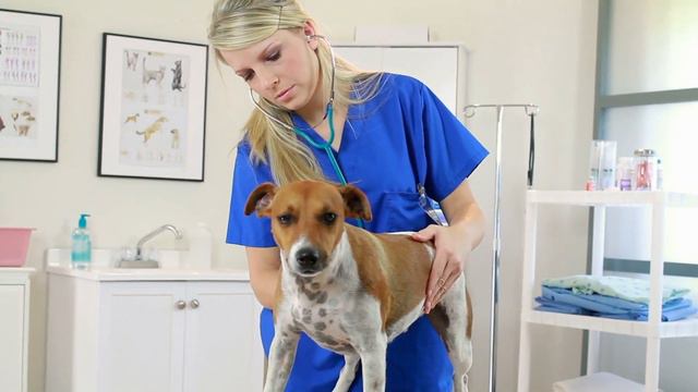 Why Does My DOG HUMP ME? 🧍🐕 (Causes and What to Do) смотреть онлайн
