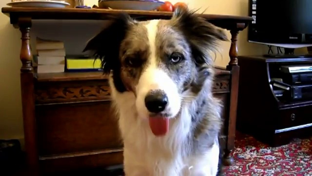 Собака показывает язык смотреть онлайн