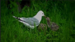 Чайка кормит птенцов.