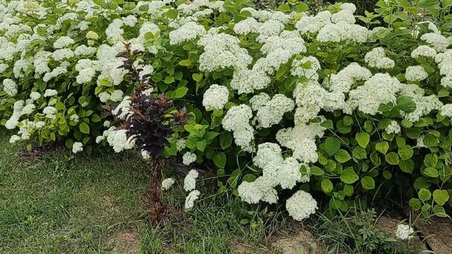 Прогулка по саду: июнь 2023г. | Цветение плетистых роз, новая клумба, лаванда и розы смотреть онлайн