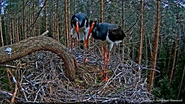 Дикая природа Wildlife Эстония Черные аисты 01 Брачный танец | Black Storks Mating Dance смотреть онлайн